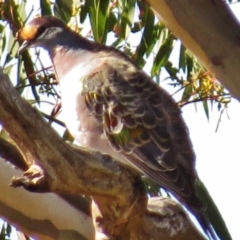 Phaps chalcoptera at Paddys River, ACT - 20 Apr 2017