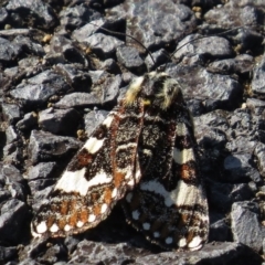 Apina callisto (Pasture Day Moth) at Paddys River, ACT - 20 Apr 2017 by JohnBundock