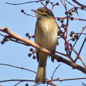 Caligavis chrysops at Stromlo, ACT - 20 Apr 2017 11:39 AM