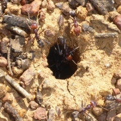 Iridomyrmex purpureus (Meat Ant) at Mount Ainslie - 16 Apr 2017 by JanetRussell