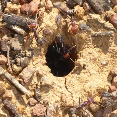 Iridomyrmex purpureus (Meat Ant) at Majura, ACT - 16 Apr 2017 by JanetRussell