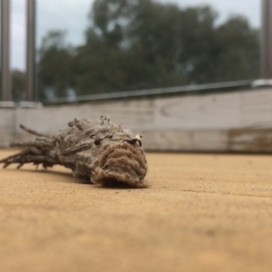 Metura elongatus at Garran, ACT - 21 Apr 2017 02:37 PM