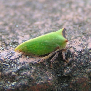 Sextius virescens at Kambah, ACT - 20 Apr 2017