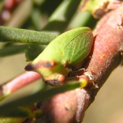 Sextius virescens at Kambah, ACT - 20 Apr 2017