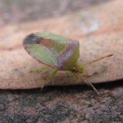 Cuspicona carneola (A shield bug) at Kambah, ACT - 21 Apr 2017 by MatthewFrawley