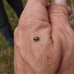 Unidentified at Captains Flat, NSW - 22 Dec 2016 by Deb