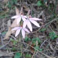 Caladenia carnea (Pink Fingers) at Bungonia, NSW - 12 Oct 2016 by Deb