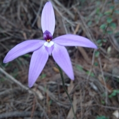 Glossodia major (Wax Lip Orchid) at Bungonia, NSW - 12 Oct 2016 by Deb