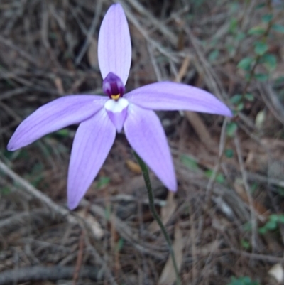 Glossodia major (Wax Lip Orchid) at Bungonia, NSW - 12 Oct 2016 by Deb