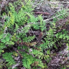 Cheilanthes sieberi (Rock Fern) at Hughes, ACT - 9 Apr 2017 by ruthkerruish