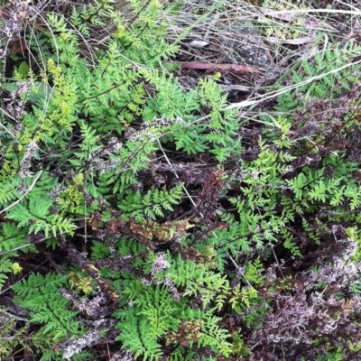 Cheilanthes sieberi (Rock Fern) at Hughes Garran Woodland - 9 Apr 2017 by ruthkerruish