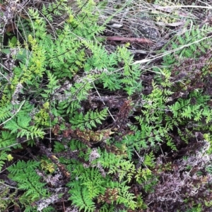 Cheilanthes sieberi at Hughes, ACT - 10 Apr 2017