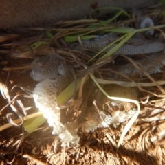 Delma impar (Striped Legless-lizard) at Majura, ACT - 12 Mar 2016 by MichaelMulvaney