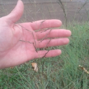 Eragrostis curvula at Hackett, ACT - 22 Apr 2017 10:19 AM