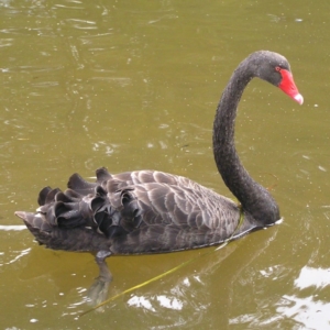 Cygnus atratus at Amaroo, ACT - 22 Apr 2017