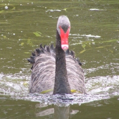 Cygnus atratus at Amaroo, ACT - 22 Apr 2017 11:13 AM