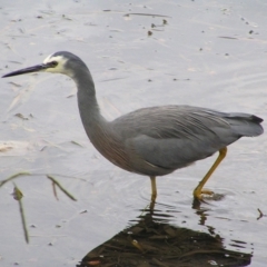 Egretta novaehollandiae (White-faced Heron) at Yerrabi Pond - 22 Apr 2017 by MatthewFrawley