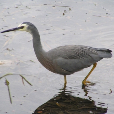 Egretta novaehollandiae (White-faced Heron) at Amaroo, ACT - 22 Apr 2017 by MatthewFrawley