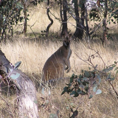 Notamacropus rufogriseus (Red-necked Wallaby) at Mulligans Flat - 22 Apr 2017 by MatthewFrawley