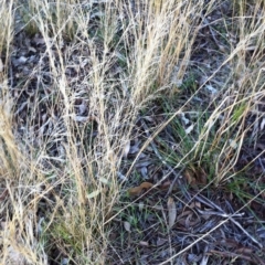 Austrostipa scabra (Corkscrew Grass, Slender Speargrass) at Hughes, ACT - 20 Apr 2017 by ruthkerruish