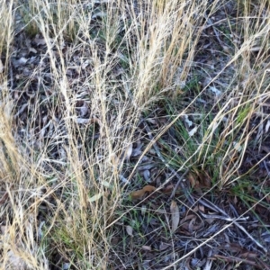 Austrostipa scabra at Hughes, ACT - 20 Apr 2017 12:00 AM