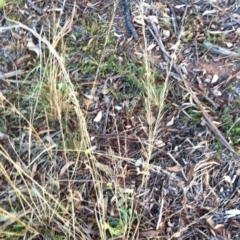 Austrostipa scabra at Hughes, ACT - 20 Apr 2017 12:00 AM