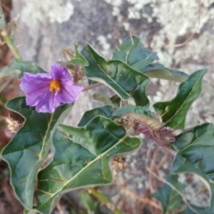 Solanum cinereum (Narrawa Burr) at Isaacs Ridge - 22 Apr 2017 by Mike