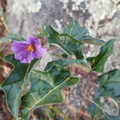 Solanum cinereum (Narrawa Burr) at Isaacs Ridge and Nearby - 22 Apr 2017 by Mike