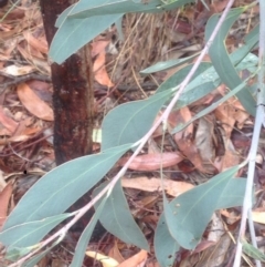 Acacia falciformis (Broad-leaved Hickory) at QPRC LGA - 22 Apr 2017 by Safarigirl