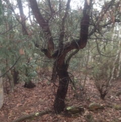 Acacia falciformis at Burra, NSW - 22 Apr 2017 04:51 PM