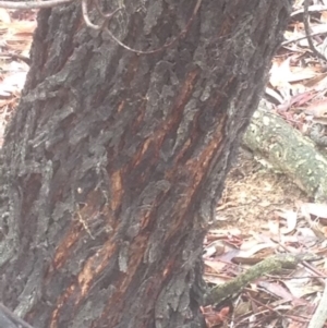 Acacia falciformis at Burra, NSW - 22 Apr 2017