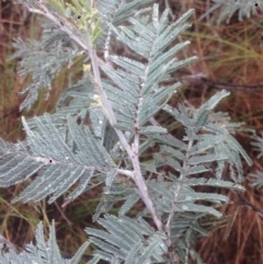 Acacia dealbata at Burra, NSW - 22 Apr 2017 04:51 PM