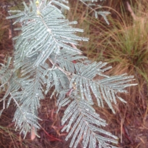 Acacia dealbata at Burra, NSW - 22 Apr 2017 04:51 PM