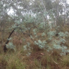 Acacia dealbata at Burra, NSW - 22 Apr 2017