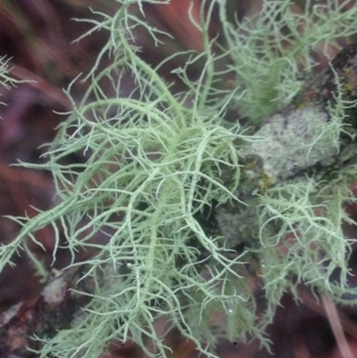 Usnea sp. (genus) (Bearded lichen) at QPRC LGA - 22 Apr 2017 by Safarigirl