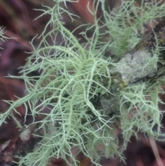 Usnea sp. (Bearded lichen) at Burra, NSW - 22 Apr 2017 by Safarigirl