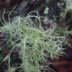 Usnea sp. (genus) at Burra, NSW - 22 Apr 2017 04:52 PM