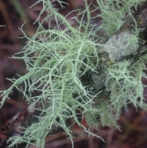 Usnea sp. (genus) at Burra, NSW - 22 Apr 2017 04:52 PM