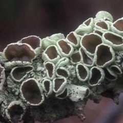 Parmeliaceae (family) (A lichen family) at QPRC LGA - 22 Apr 2017 by Safarigirl
