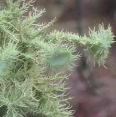 Usnea scabrida at Burra, NSW - 22 Apr 2017 by Safarigirl