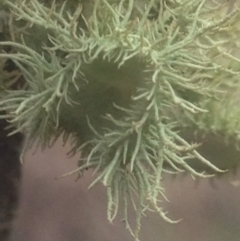 Usnea scabrida at Burra, NSW - 22 Apr 2017