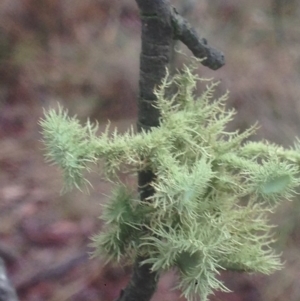 Usnea scabrida at Burra, NSW - 22 Apr 2017 04:54 PM