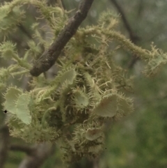 Usnea scabrida at Burra, NSW - 22 Apr 2017 04:54 PM