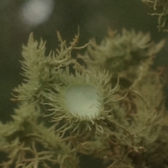 Usnea scabrida at Burra, NSW - 22 Apr 2017