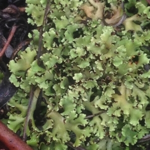 Heterodea sp. at Burra, NSW - 22 Apr 2017