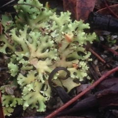 Heterodea sp. at Burra, NSW - 22 Apr 2017