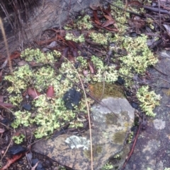 Heterodea sp. at Burra, NSW - 22 Apr 2017