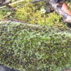 Grimmia sp. (A moss) at Burra, NSW - 22 Apr 2017 by Safarigirl