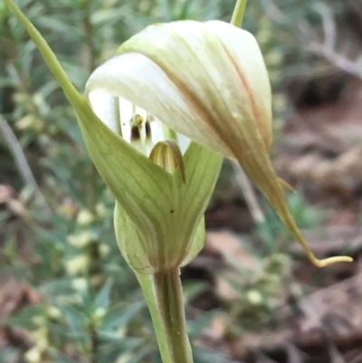 Diplodium ampliatum (Large Autumn Greenhood) at Percival Hill - 22 Apr 2017 by gavinlongmuir