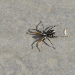 Nyssus coloripes at Reid, ACT - 14 Apr 2017 03:51 PM